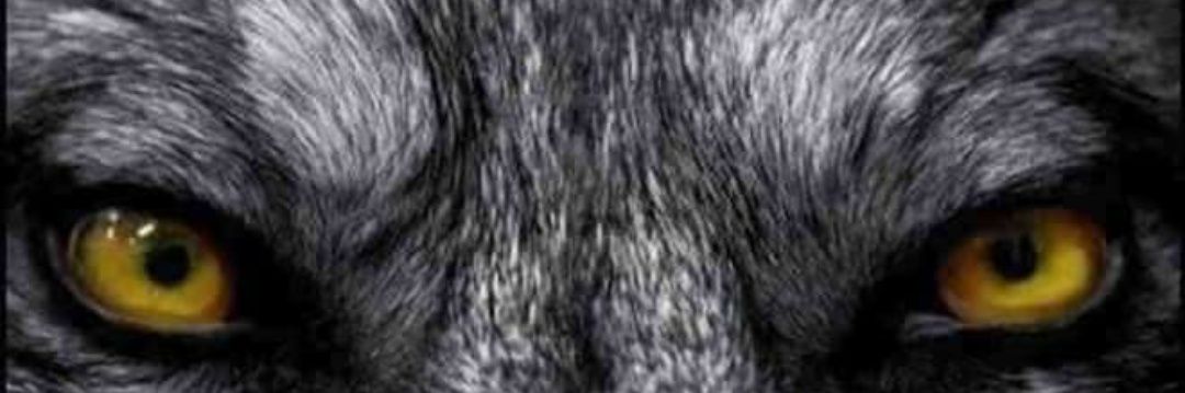 BearAll67's profile banner image