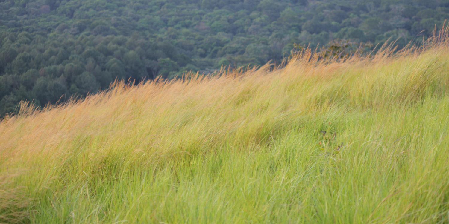 Liz Rees banner