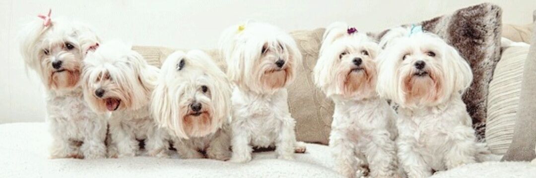 FriendliestFans's profile banner image