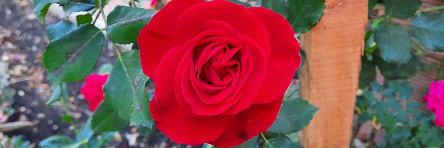 Marce_Blanco20's profile banner image