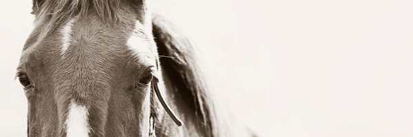 EquiBox_SA's profile banner image
