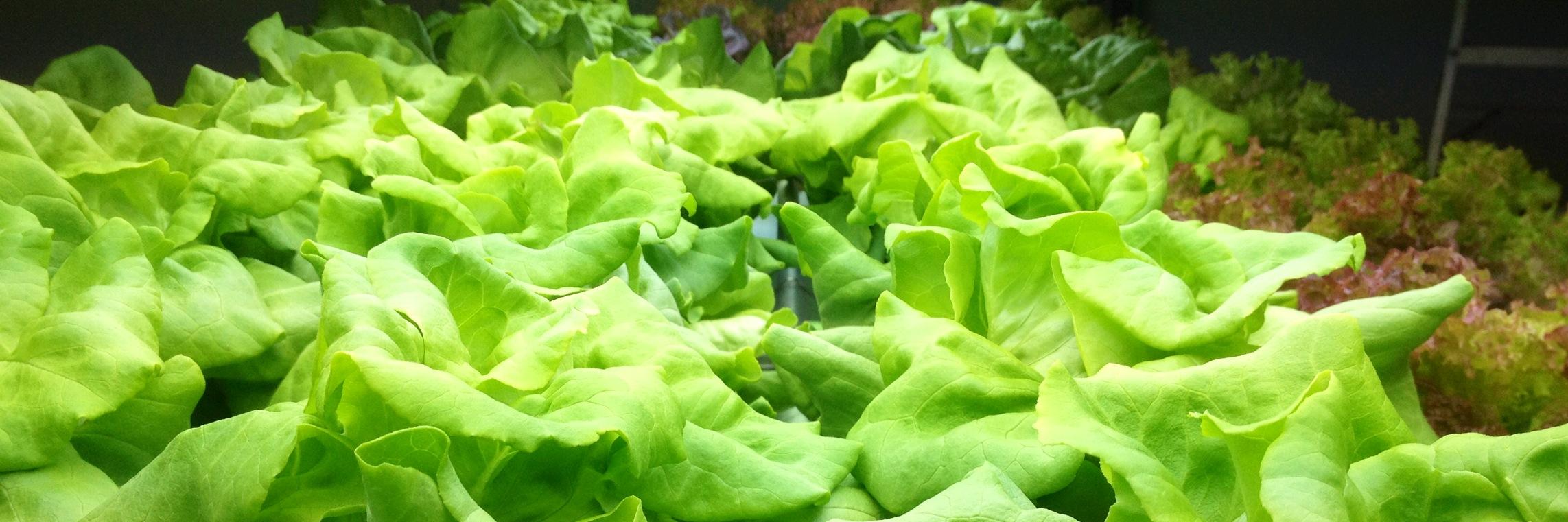 LotusUrbanFarm's profile banner image