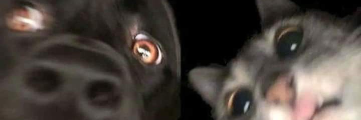 Rɪᴘᴘʟᴇ banner