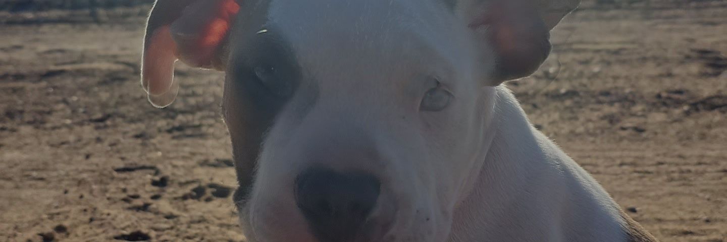 og_smiley13's profile banner image