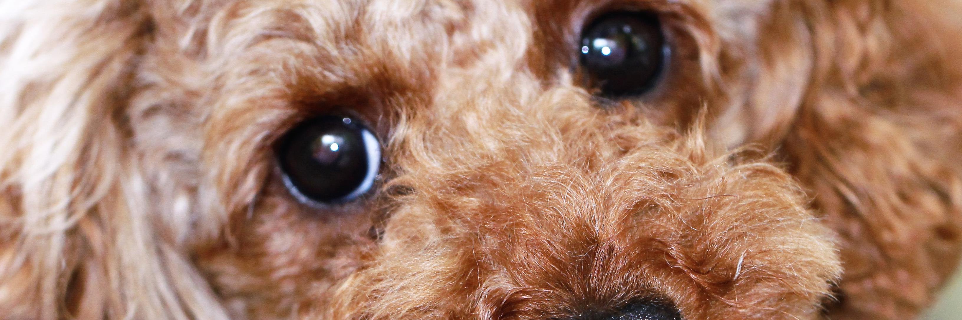 pomupanybufu's profile banner image