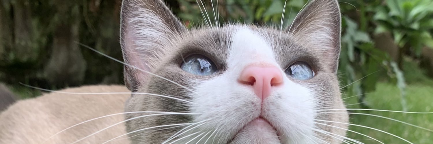milooocas's profile banner image