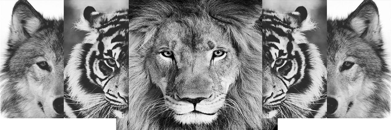 TaylorBehenna's profile banner image