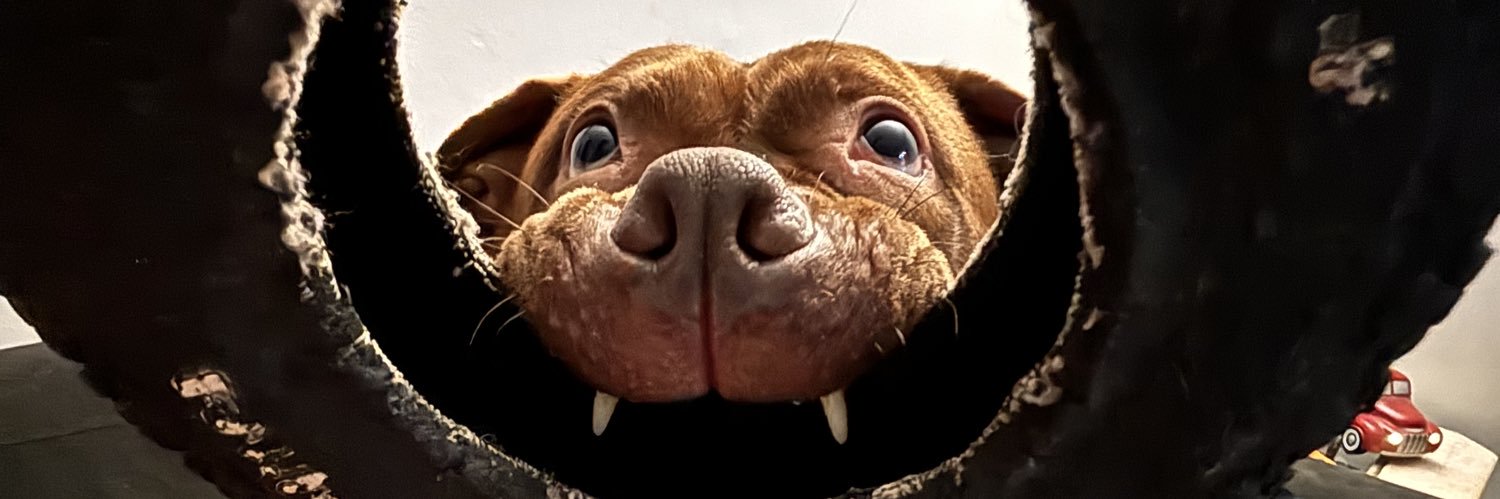 caitybooth's profile banner image