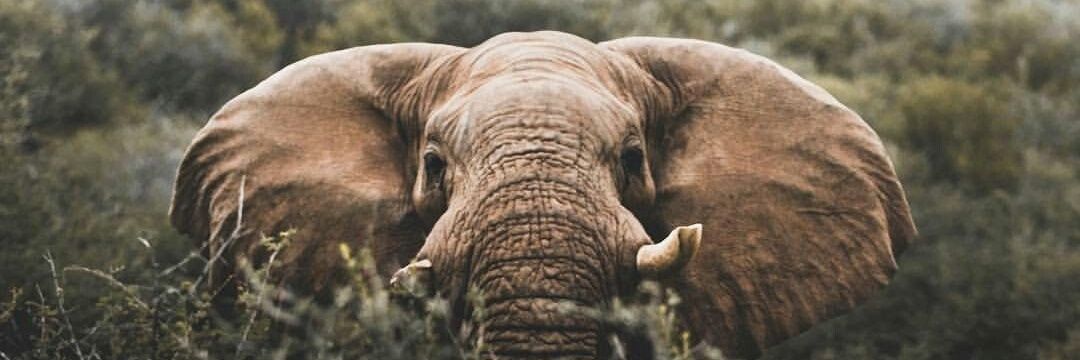 DEBO 🌸 banner