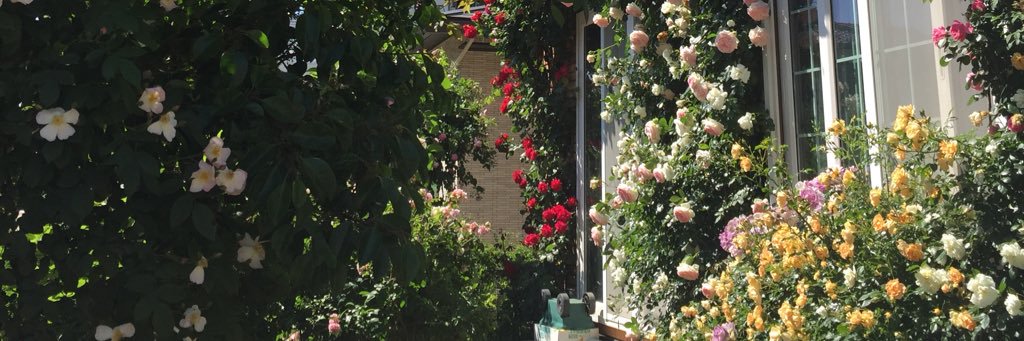 hydrangea0416's profile banner image