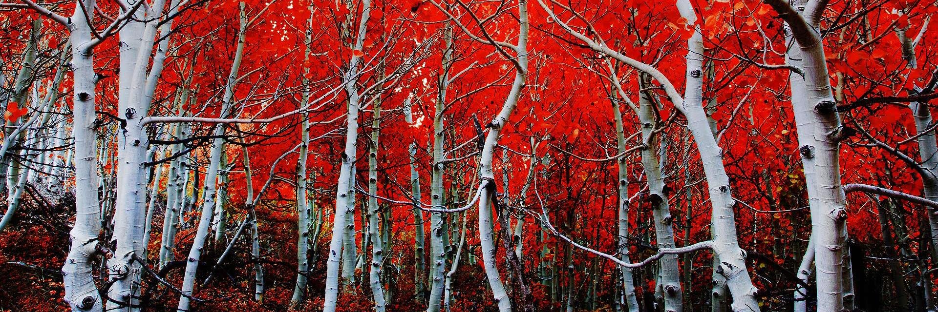 Robin Crowder banner