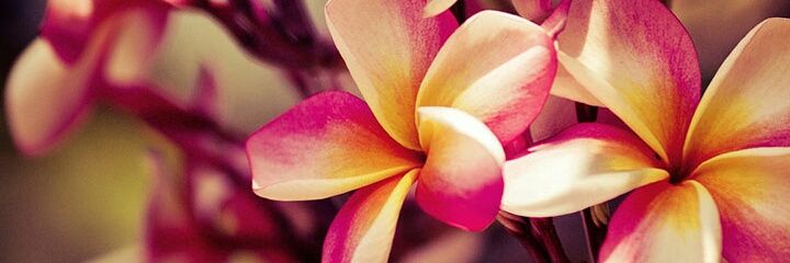 SandyPoblete's profile banner image