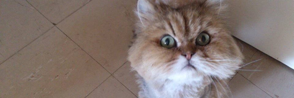 MelAnimalLover's profile banner image