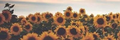 aamandaa11's profile banner image