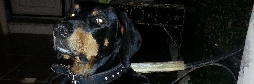 Hürriyet Uludamar banner