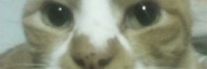Ponsuke814's profile banner image