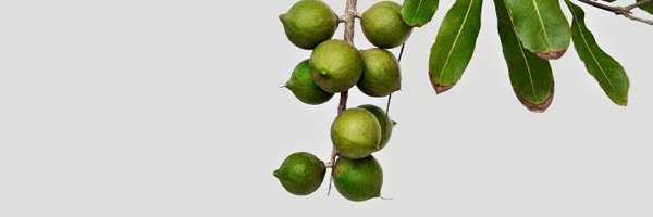 MacadamiasAus Profile Banner