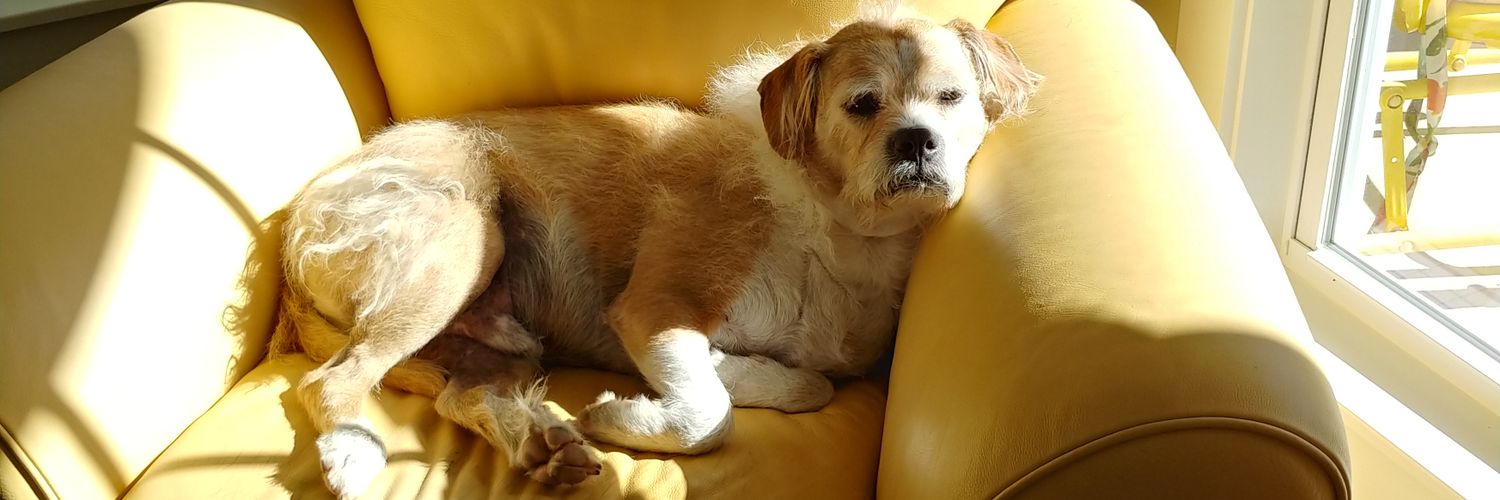 TerrierFace's profile banner image