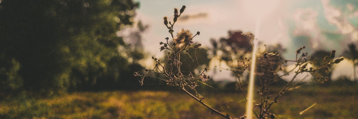 iamkalei's profile banner image