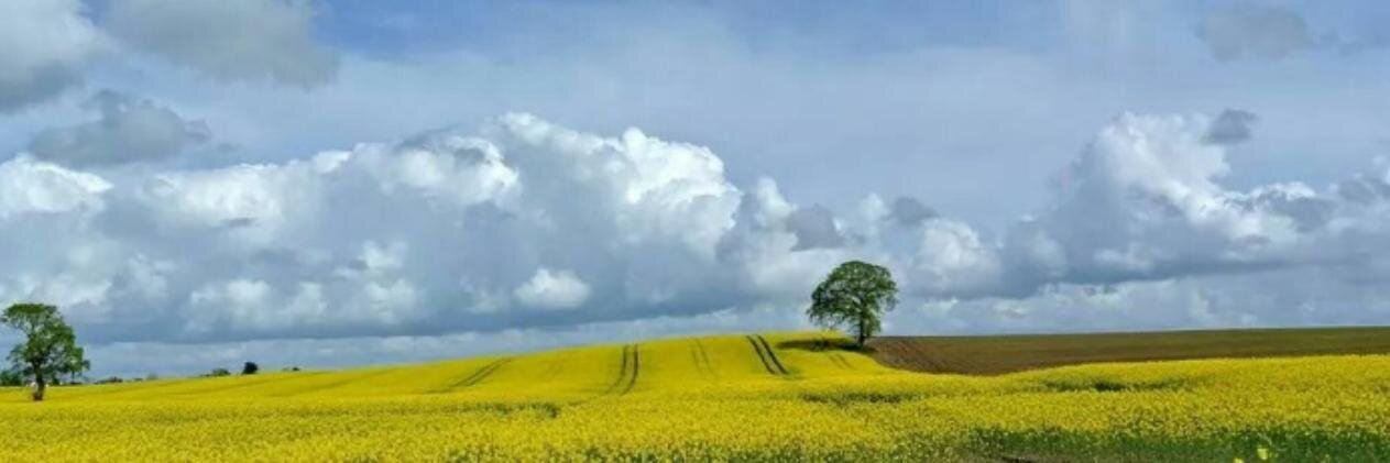 Trevor Gillespie banner