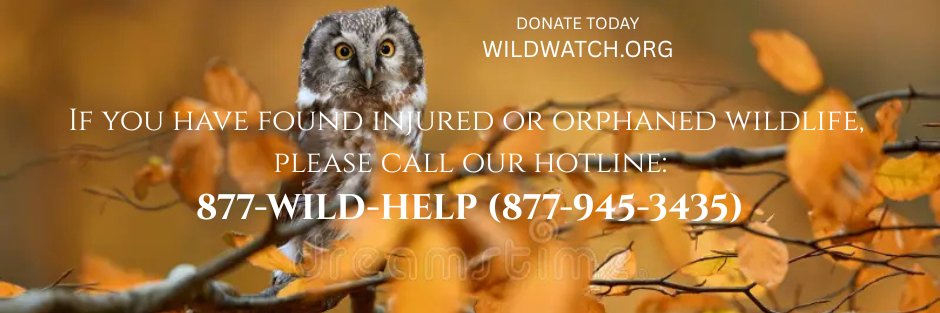 Wildwatch's profile banner image