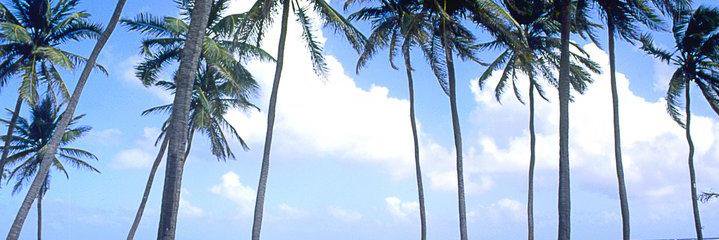 CaneHouse's profile banner image