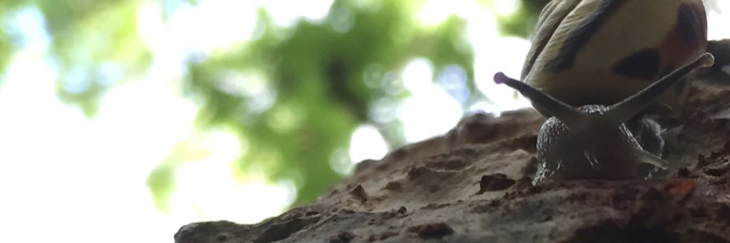 sotobak's profile banner image