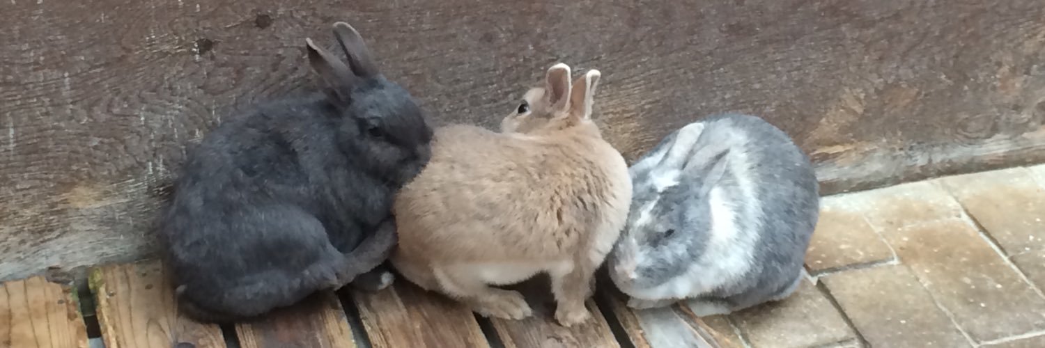 卯季ᙏ̤̫*uki banner