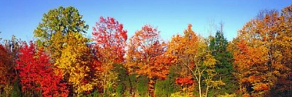 Ambslyn💗🏒🐱🎃👻🍁🍂😂 banner