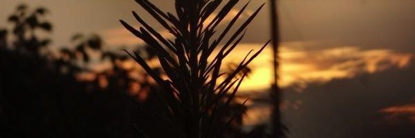 MZ042829's profile banner image