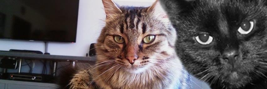 mathiasedrich's profile banner image