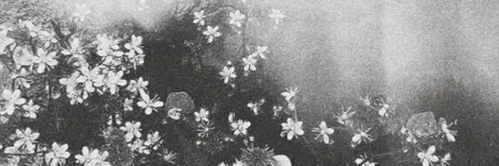 moonlaeight's profile banner image
