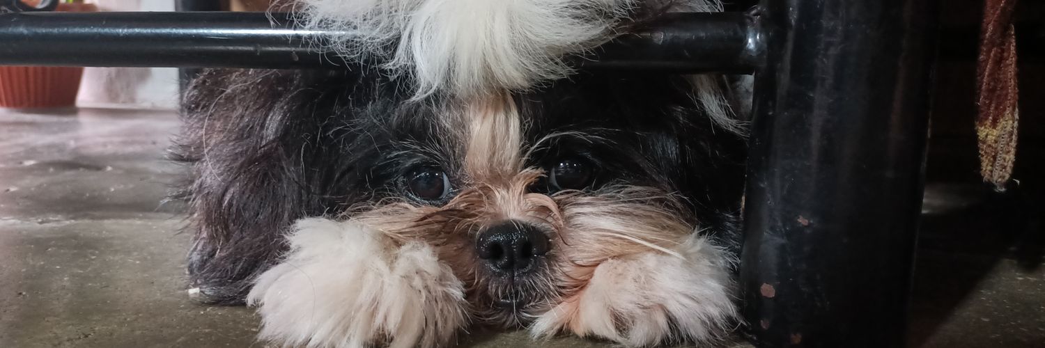 maychellereyes's profile banner image