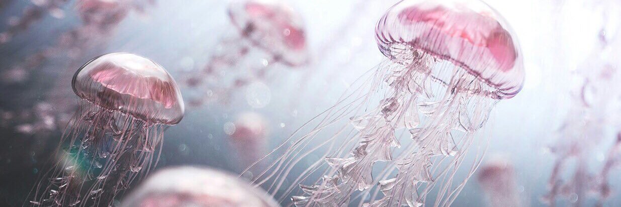 Kiwi483's profile banner image