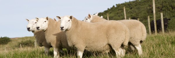 armadalefarm Profile Banner