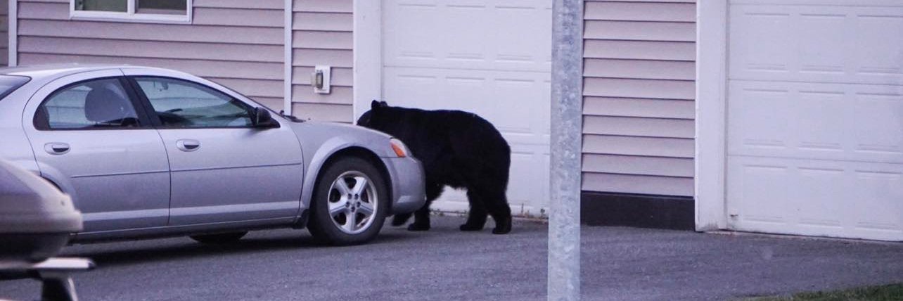 L. Steven Beene II banner
