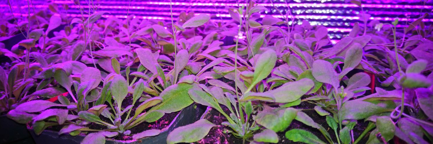 Sabine Scandola banner