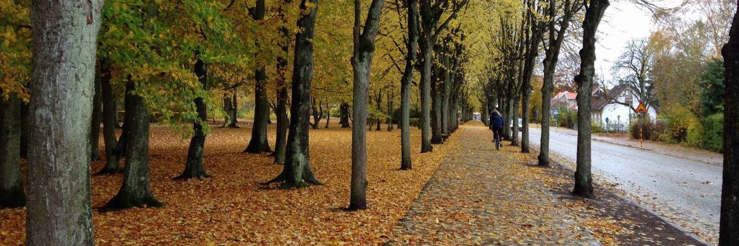 David (UN-Stealthy Fella) banner