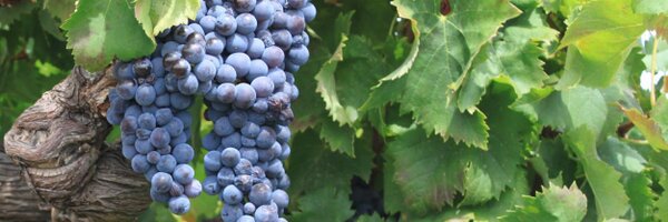 Grazorray Profile Banner