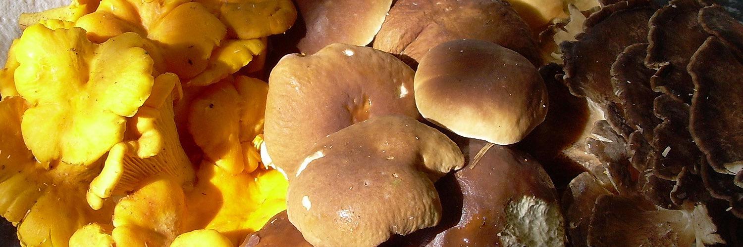 Ms Fungi banner