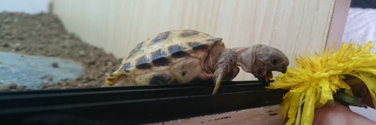 TortoiseJoyce's profile banner image