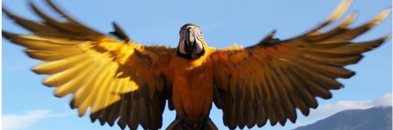 guimora2's profile banner image