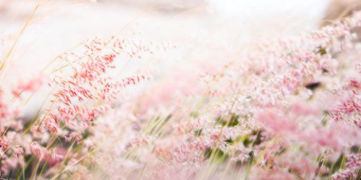 acaciamstgdr's profile banner image