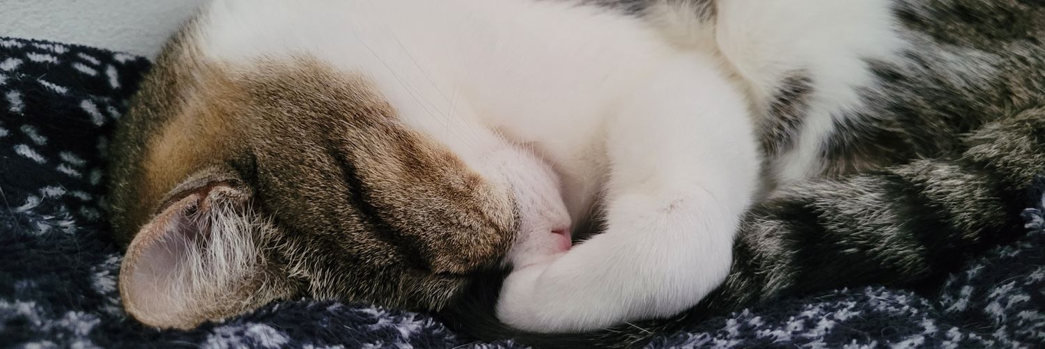 CcelsoSr's profile banner image