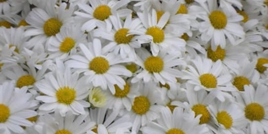 Beethaany_'s profile banner image