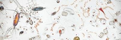 komenggsm's profile banner image