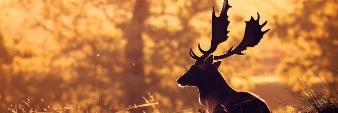 am_Vahid's profile banner image