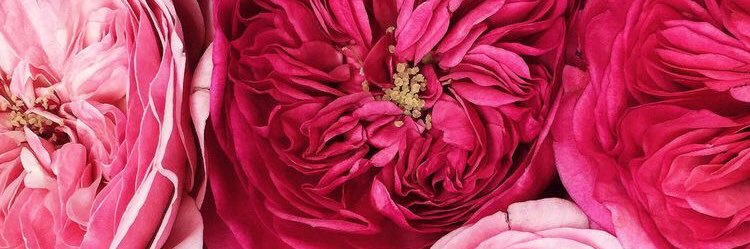 diaharumdp's profile banner image