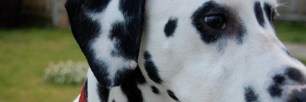 Creatwittity Profile Banner