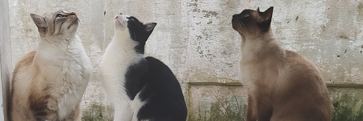 Maah e os Gatos Socialistas 🚩🚩🇧🇷 banner